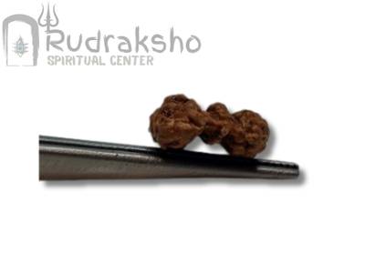 Trijuti Rudraksha from Indonesia